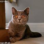 Elisabeth Williamson