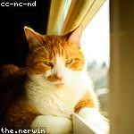 Cassandre Konopelski